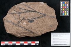 Foto (Objekt + Etikett) von Araucaria sternbergii Goeppert (NHMW-GEO-2024-0188-8295)